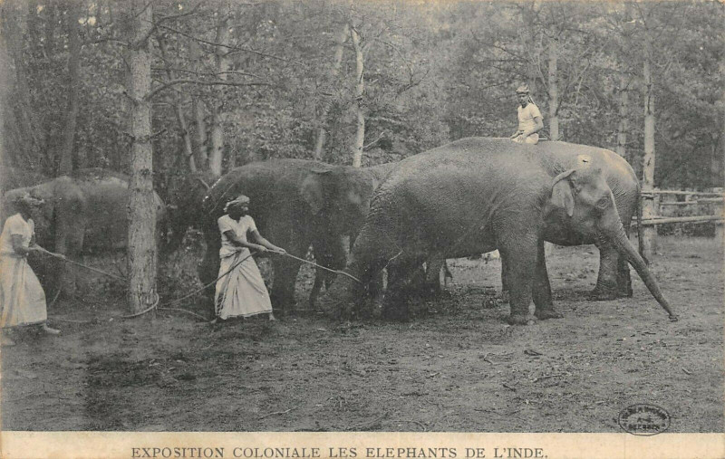 Carte postale ancienne Paris Exposition Coloniale Les Elephants De L'Inde à Paris
