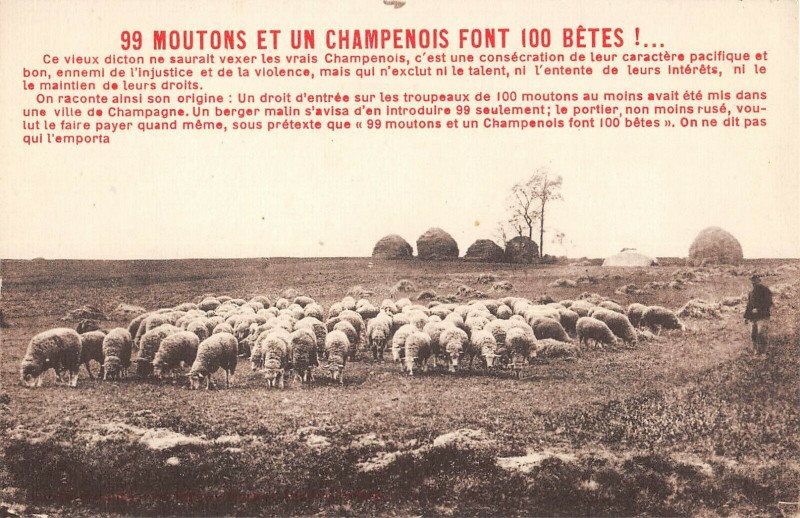 Carte postale ancienne 99 Moutons et un Champenois font 100 bêtes