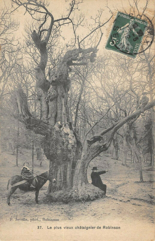 Carte postale ancienne Le Plus Vieux Chataignier De Robinson