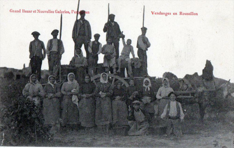 Carte postale ancienne Vendanges En Roussillon (Gros Plan Belle Cpa à Llo