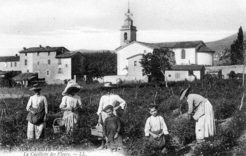 Carte postale ancienne Sur La Cote D'Azur La Cueillette des Fleurs