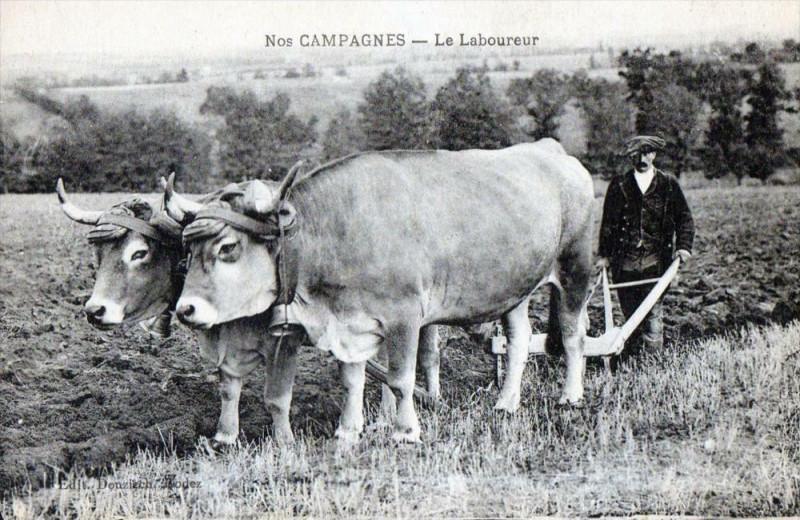 Carte postale ancienne Nos Campagnes Le Laboureur (Tres Gros Plan