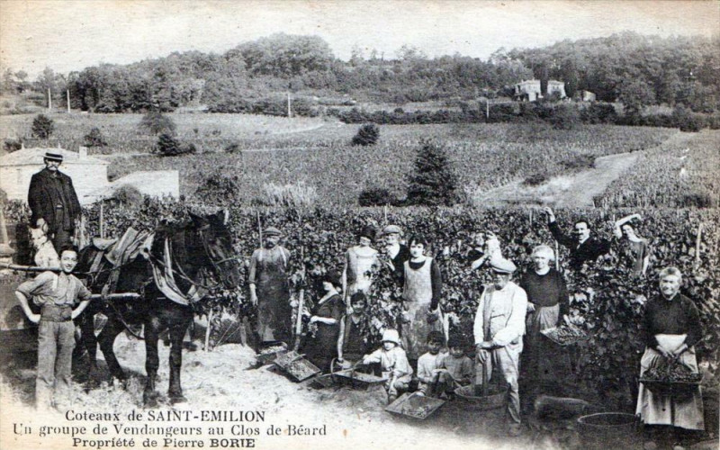 Carte postale ancienne Coteaux De Saint Emilion Un Groupe De Vendangeurs Au Clos De Beard Propri