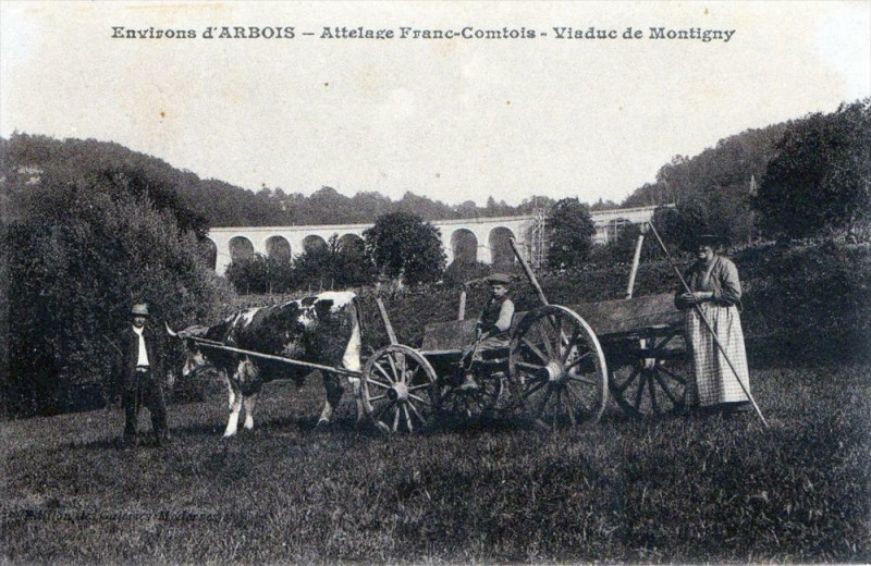 Carte postale ancienne Environs D'Arbois Attelage Franc-Comtois Viaduc De Montigny (Gros Plab à Arbois