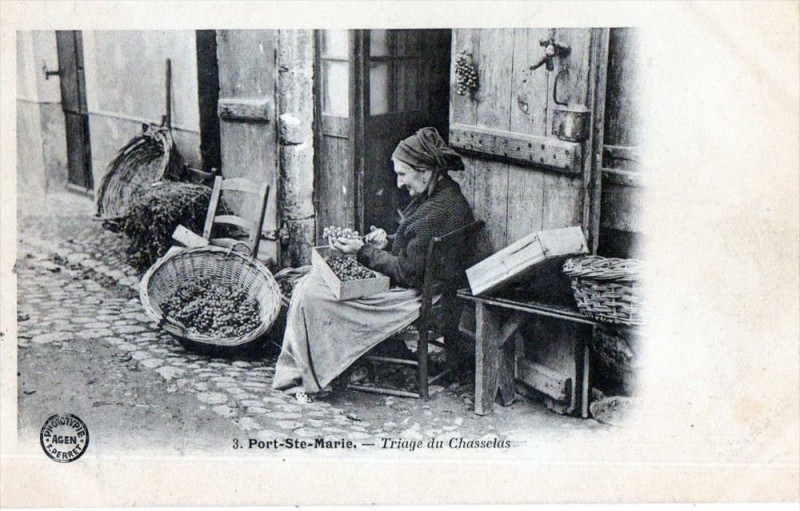Carte postale ancienne Port Sainte Marie Triage Du Chasselas (dos non divisé) à Port-Sainte-Marie