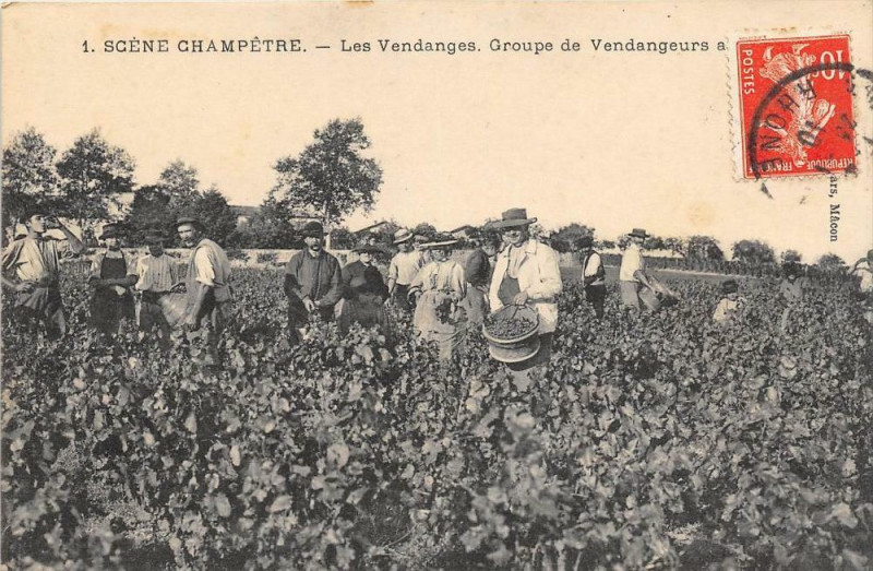 Carte postale ancienne Scene Champetre Les Vendanges Groupe De Vendangeurs A Macon (Belle Animat à Mâcon