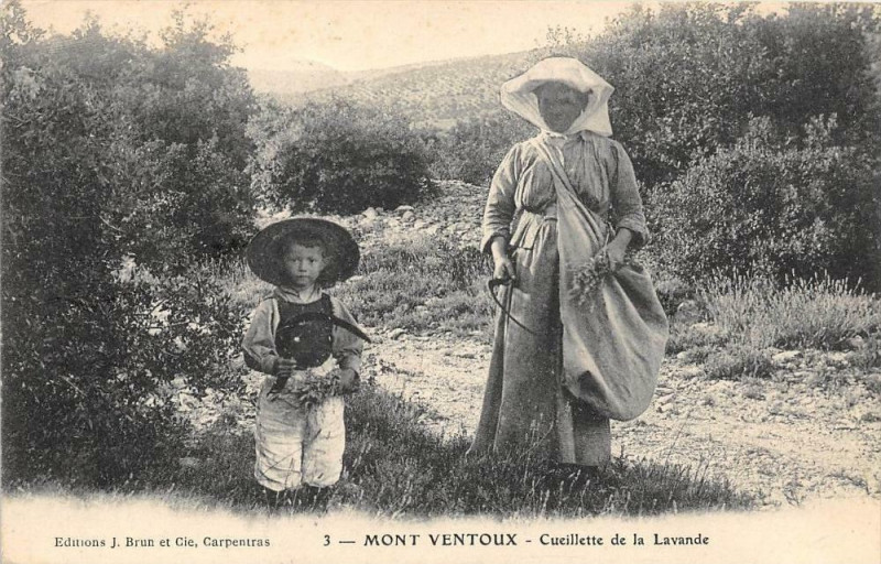 Carte postale ancienne Mont Ventoux Cueillette De La Lavande