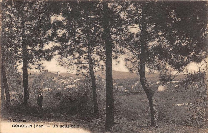 Carte postale ancienne Cogolin Un Sous Bois à Cogolin