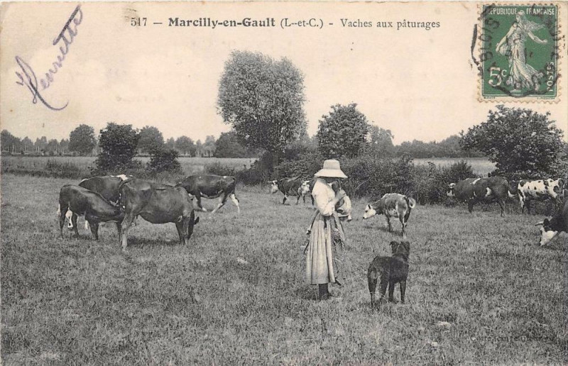 Carte postale ancienne Marcilly En Gault Vaches Aux Paturages à Marcilly-en-Gault
