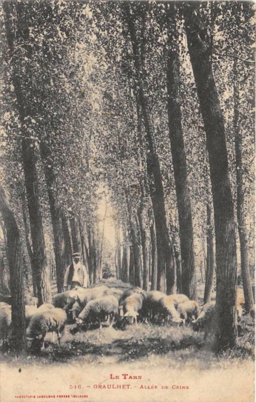 Carte postale ancienne Graulhet Allee De Crins à Graulhet