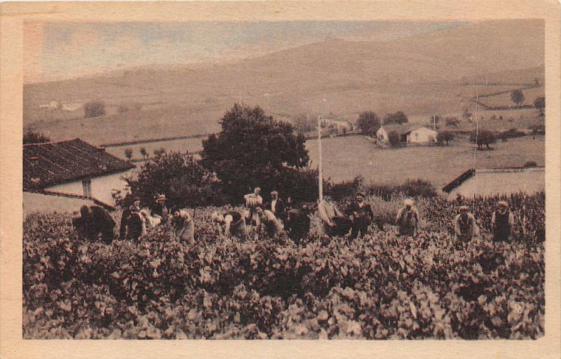Carte postale ancienne Les Vendanges Cueillette Du Raisin