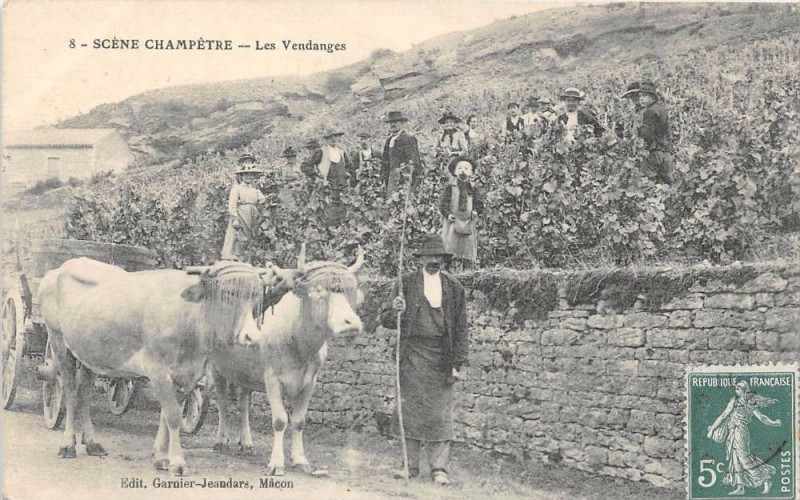 Carte postale ancienne Scene Champetre Les Vendanges (Attelage De Boeufs En Gros Plan