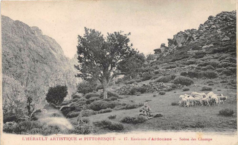 Carte postale ancienne Herault Environs D'Ardouane Scene Des Champs