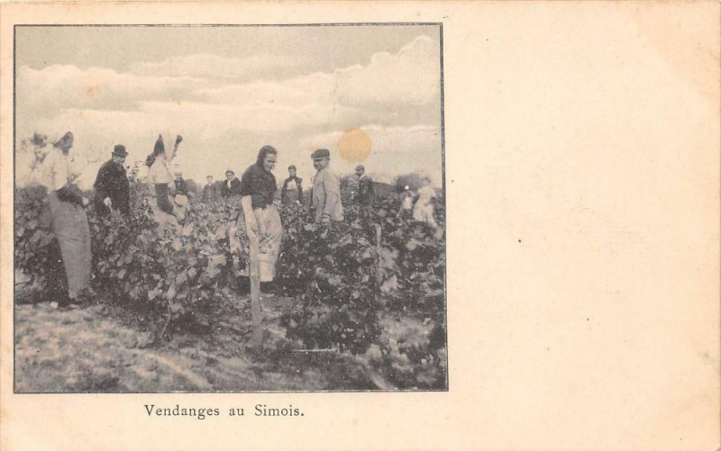 Carte postale ancienne Vendanges En Simois