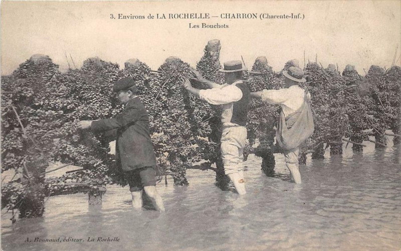 Carte postale ancienne Environs De La Rochelle Charron Les Bouchots à Charron