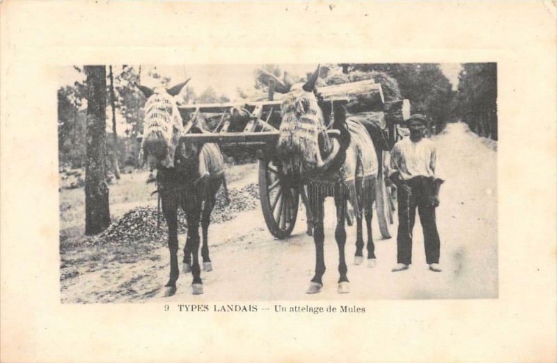 Carte Postale Ancienne – Attelage De Mules Dans Les Landes – Début 1900 – Scène De Vie