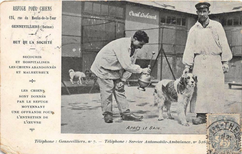 Carte postale ancienne Gennevilliers Refuge Pour Chiens Apres Le Bain à Gennevilliers