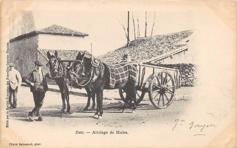 Carte postale ancienne Dax Attelage De Mules (dos non divisé) à Dax