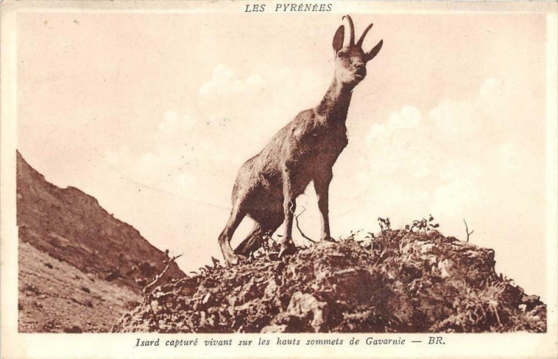 Carte postale ancienne Pyrenees Isard Capture Vivant Gavarnie
