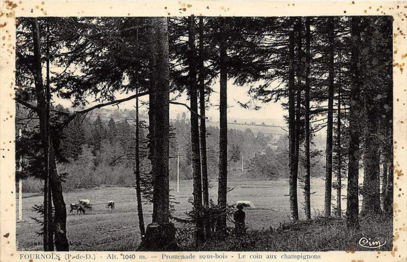 Carte postale ancienne Fournols Promenade Sous Bois Coin Aux Champignons à Fournols