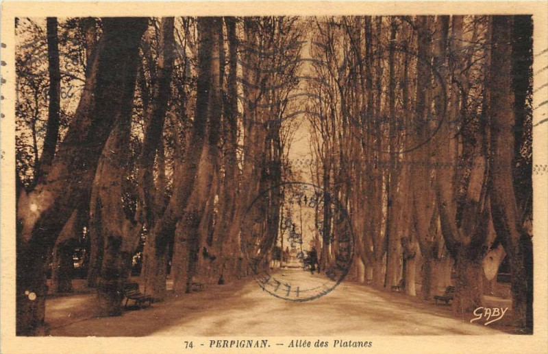Carte postale ancienne Perpignan Allee De Platanes à Perpignan