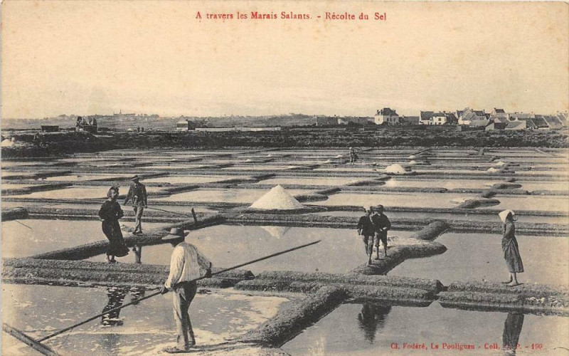 Carte postale ancienne A Travers Les Marais Salants Recolte Du Sel