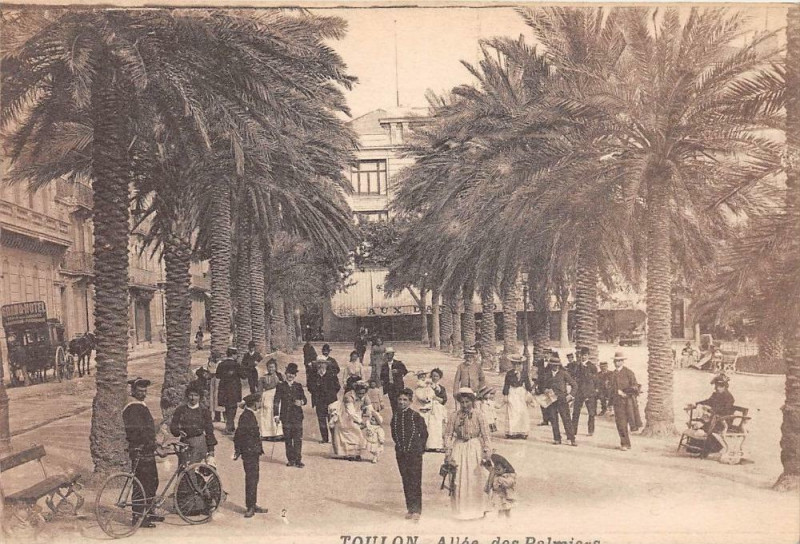 Carte postale ancienne Toulon Allee Des Palmiers à Toulon
