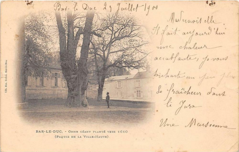 Carte postale ancienne Bar Le Duc Orme Geant  (dos non divisé) à Bar-le-Duc