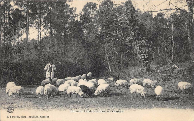 Carte postale ancienne Echassier Landais Grandant Ses Moutons