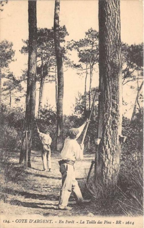 Carte postale ancienne Cote D'Argent En Foret La Taille Des Pins