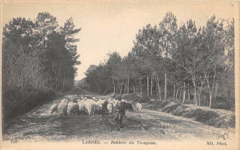 Carte postale ancienne Landes Rentree Du Troupeau
