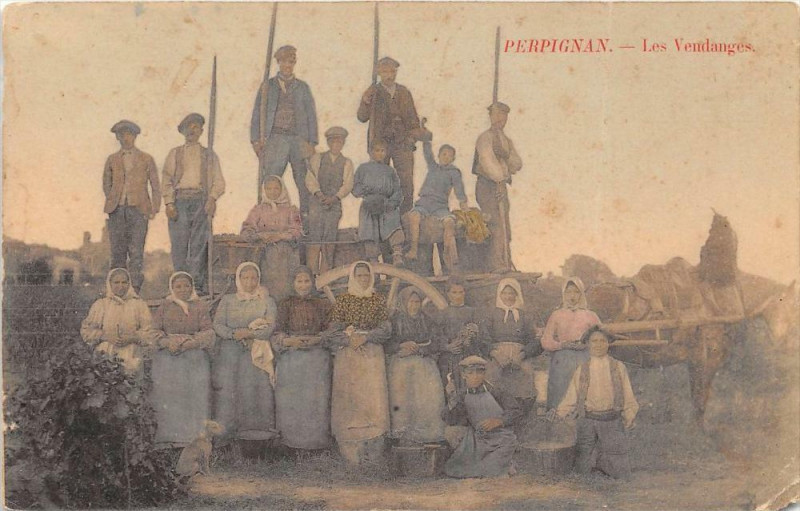 Carte postale ancienne Perpignan Les Vendanges (cliché colorisé à Perpignan