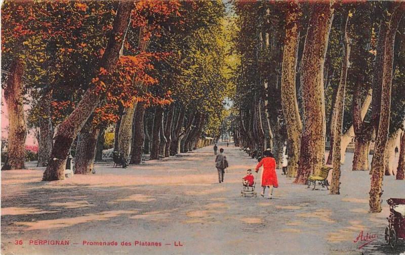 Carte postale ancienne Perpignan Promenade Des Platanes à Perpignan