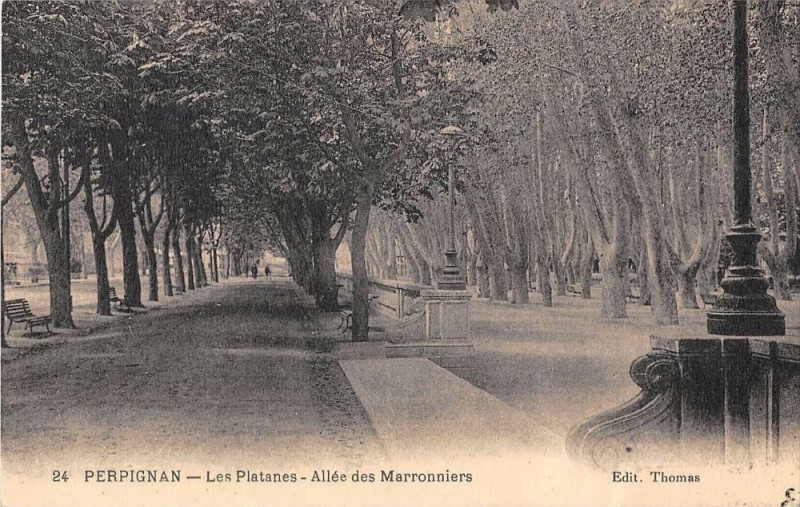 Carte postale ancienne Perpignan Les Platanes Et Allee Des Marronniers à Perpignan