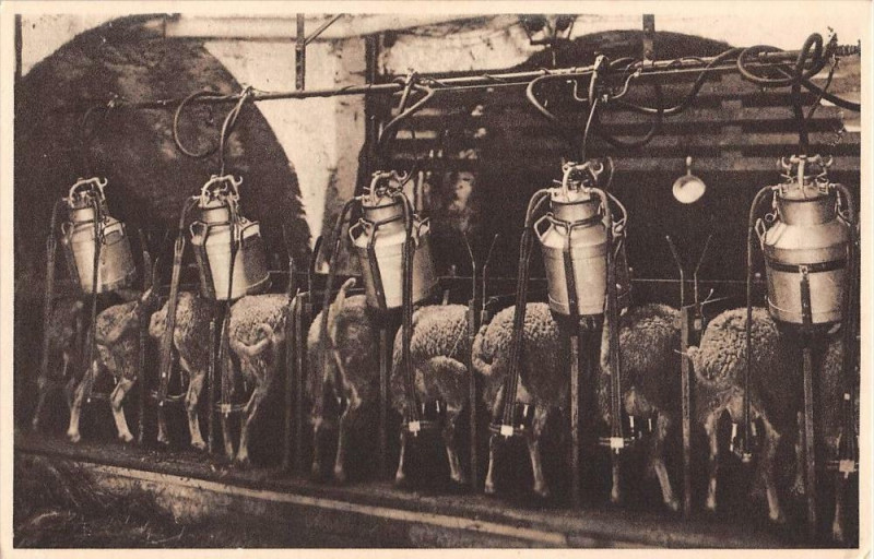 Carte postale ancienne Roquefort Traite Mecanique Des Brebis