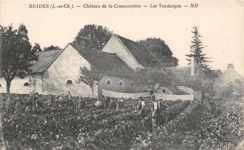 Carte postale ancienne Muides Chateau De Cressonniere Vendanges