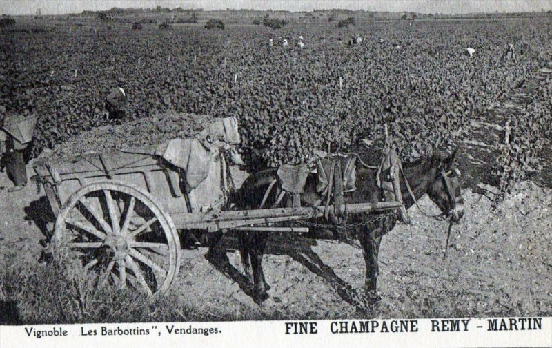 Carte postale ancienne Fine Champagne Remy Martin Les Barbottins Vendanges (Belle Cpa Sur Le The