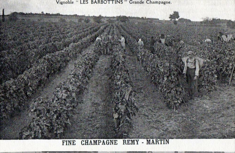 Carte postale ancienne Fine Champagne Remy Martin Les Barbottins Grande Champagne (Belle Cpa Sur