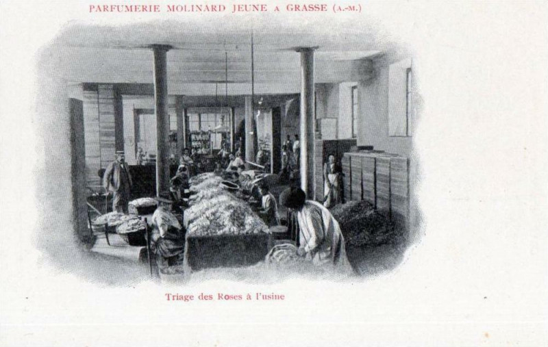 Carte postale ancienne Parfumerie Molinard Jeune a Grasse Triage des Roses a l'usine (dos non di à Grasse