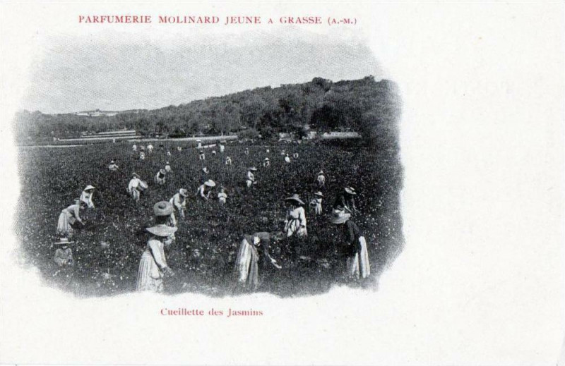 Carte postale ancienne Parfumerie Molinard Jeune a Grasse Cueillette des Jasmins (dos non divisé à Grasse