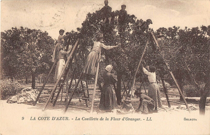 Carte postale ancienne La Cote D'Azur  La Cueillette De La Fleur D'Oranger