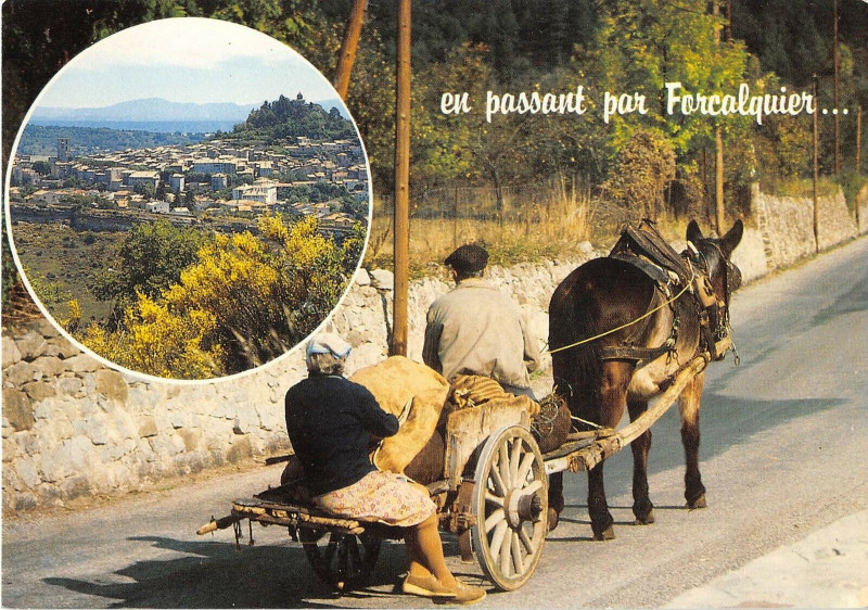 Carte postale ancienne Forcalquier Ane à Forcalquier