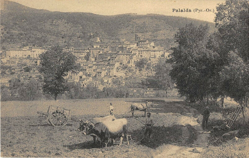 Carte postale ancienne Palalda Scene D'Agriculture Charrue à Ur