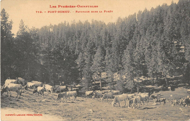 Carte postale ancienne Font Romeu Paturage Dans La Foret à Ur