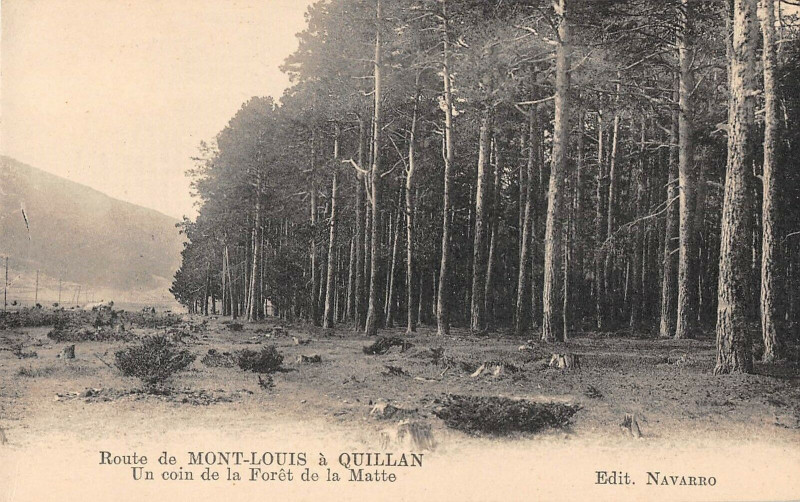 Carte postale ancienne Route De Mont Louis A Quillan Un Coin De La Foret De La Matte à Mont-Louis