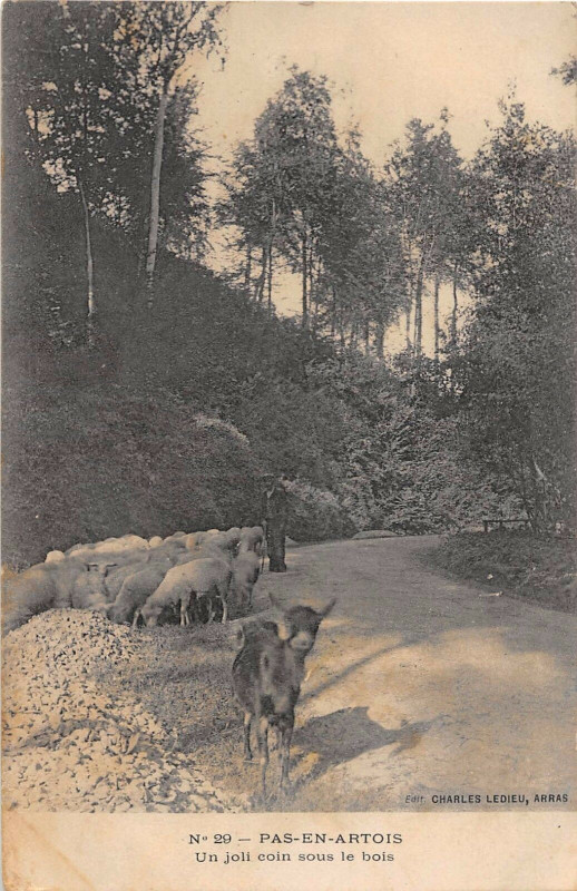 Carte postale ancienne Pas En Artois Un Joli Coin Sous Le Bois à Pas-en-Artois