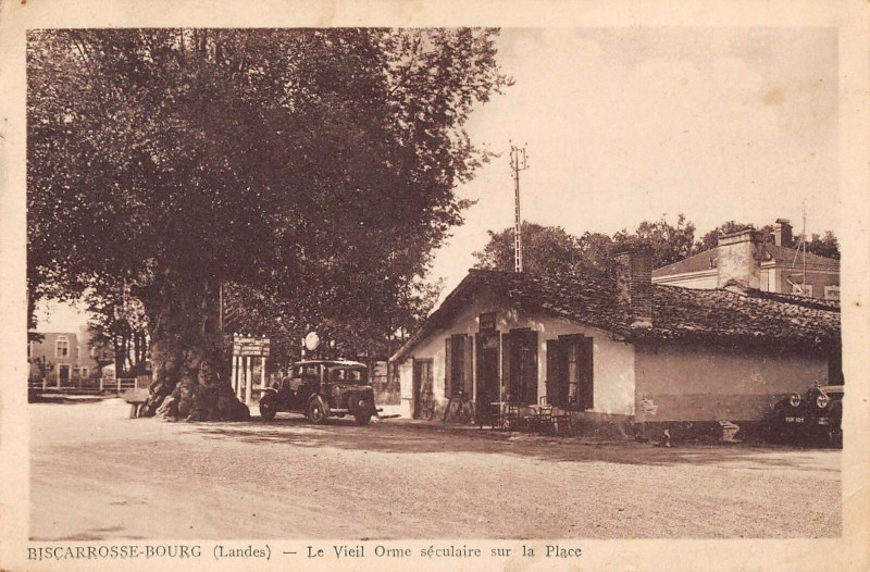 Carte postale ancienne Biscarrosse Bourg Le Vieil Orme Seculaire Sur La Place à Biscarrosse