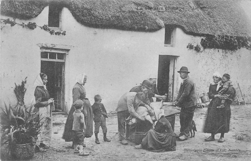Carte postale ancienne La Vie Aux Champs Un Sacrifice (mort du cochon