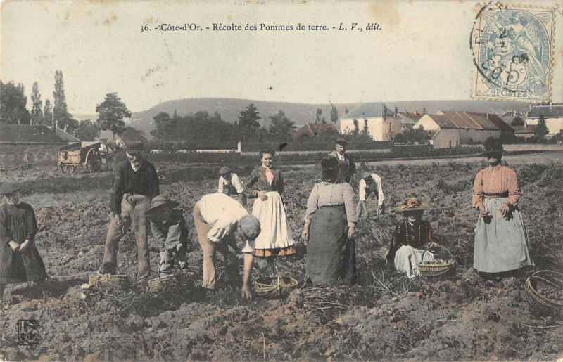 Carte postale ancienne Cote D'Or Recolte Des Pommes De Terre