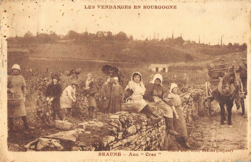 Carte postale ancienne Les Vendanges En Bourgogne Beaune Aux Cras à Beaune